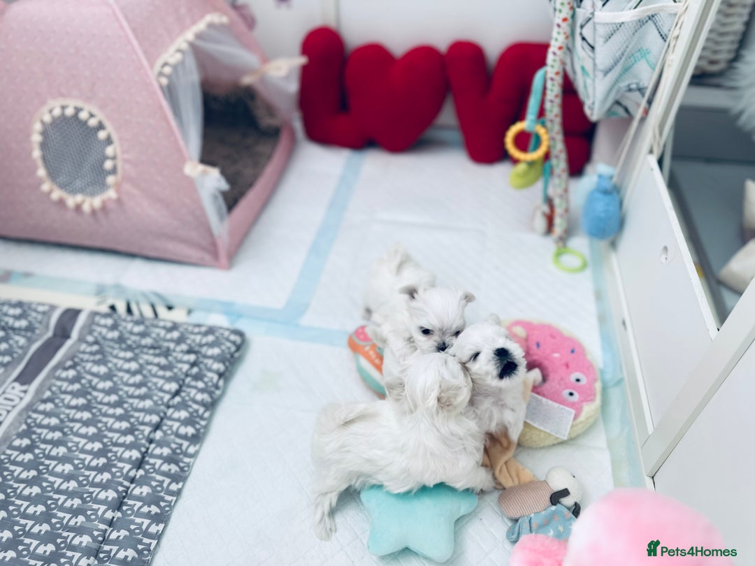 Maltese dogs for sale: ⭐️ Ready NOW Tiny & Cute Full Korean Maltese ⭐️ - Image 8