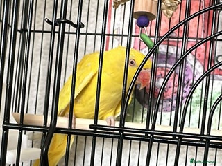 Ringnecks birds in Woodford Green - Advert 16