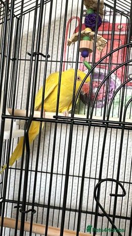 Ringnecks birds in Woodford Green - Advert 2