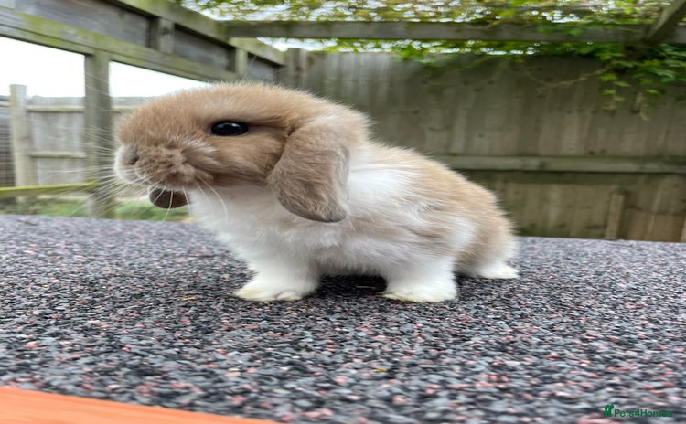 Mini Lop rabbits - Advert 1