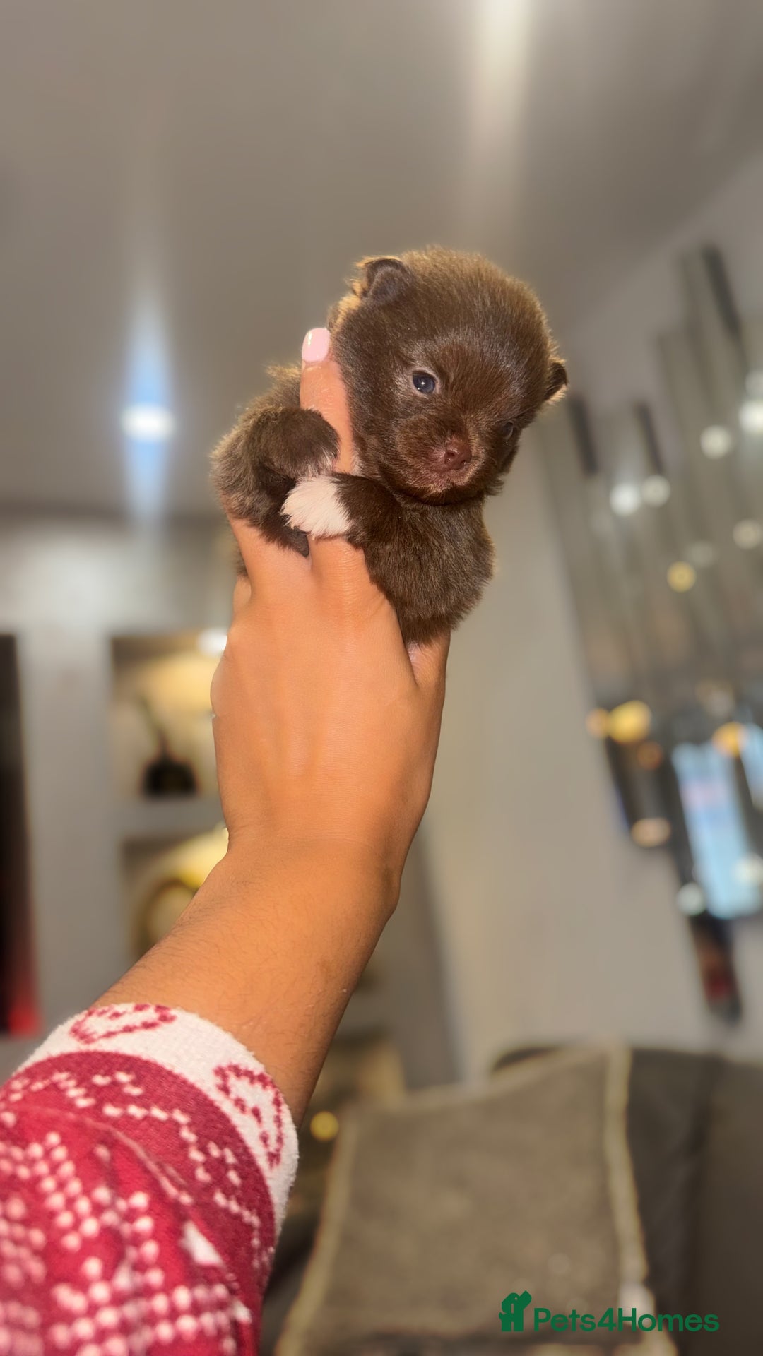 Pomeranian dogs for sale: CHOCOLATE FLUFFY PUPS - Advert 8