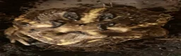 Frog reptiles for sale: Pac-Man frogs cb26  - Advert 9