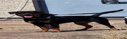 Rottweiler dogs for sale: 3 year old Rottweiler bitch  - Advert 1