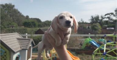 Miniature Dachshund dogs - Advert 1