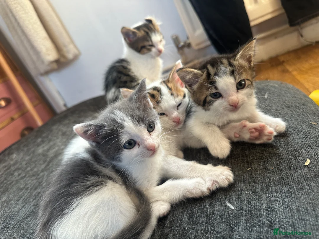 Mixed Breed cats for sale: Beautiful kittens ready to go - Advert 11