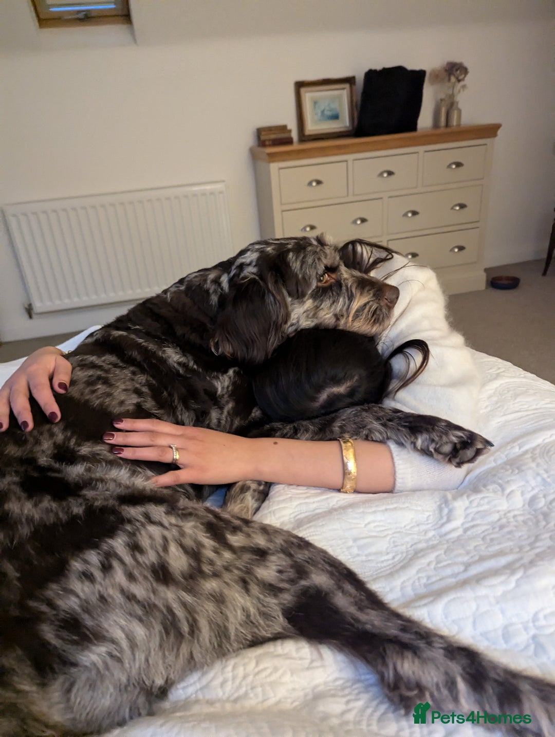 Labradoodle dogs for sale: Meet Elton – Our Beautiful Labradoodle  - Image 20