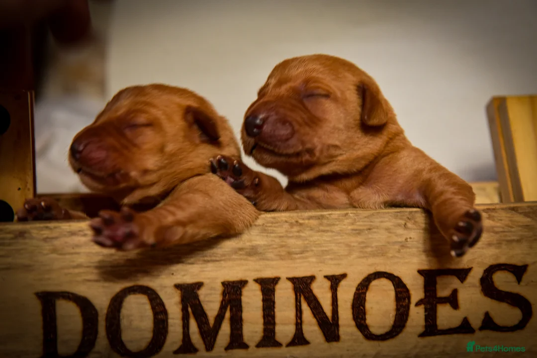 Labrador Retriever dogs for sale: Deep Red Quality Labrador Puppies - Advert 2