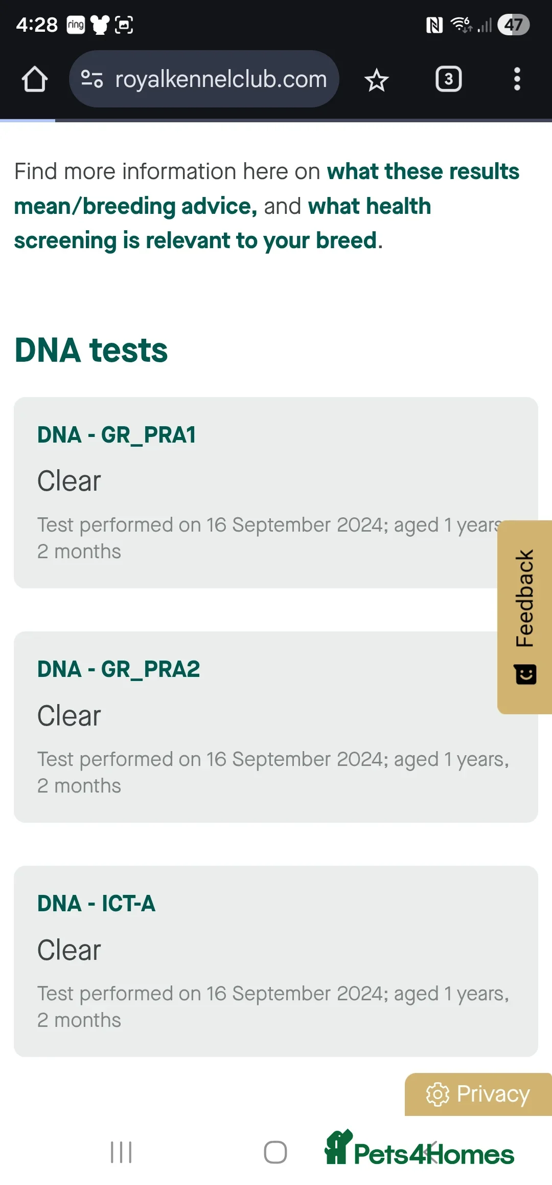 Golden Retriever dogs for sale: 🐾Adorable KC Puppies Looking for a lovely Home🐾 - Advert 2