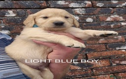 Golden Retriever dogs for sale: KC GOLDEN RETRIEVER PUPPIES HEALTH TESTED PARENTS  - Image 14