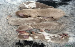 Dachshund dogs for stud: *Stud Only* Isabella Dapple Miniture Dachaund in Doncaster - Image 4