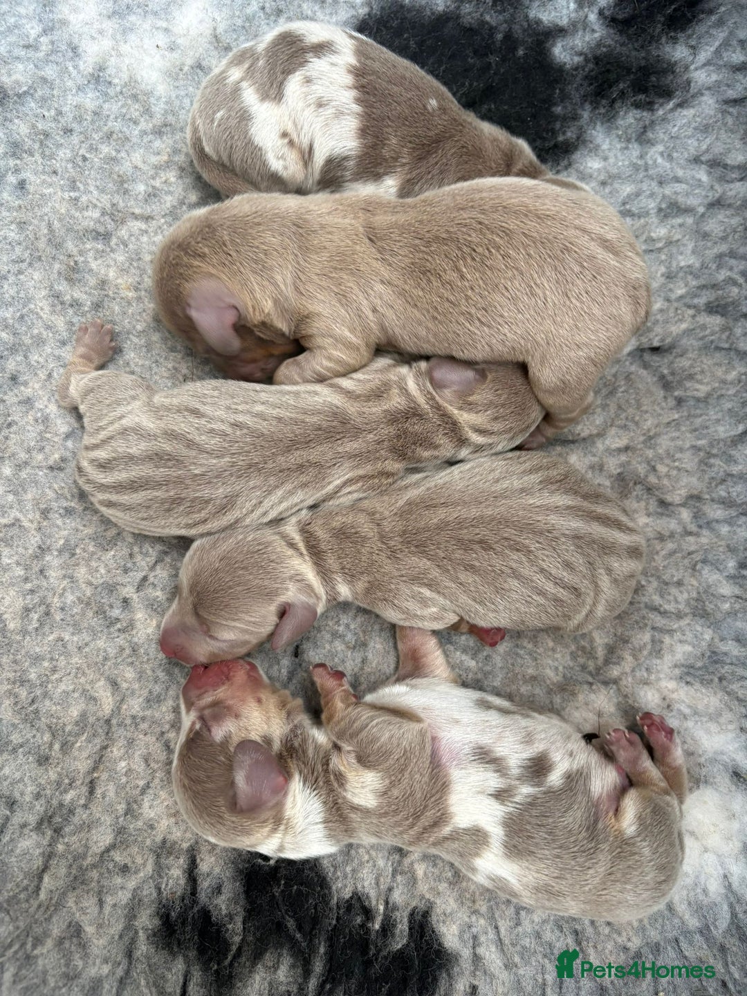 Dachshund dogs for stud: *Stud Only* Isabella Dapple Miniture Dachaund in Doncaster - Image 4
