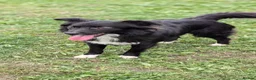 Mixed Breed dogs for adoption: Nala for adoption in Leigh-on-Sea - Advert 5