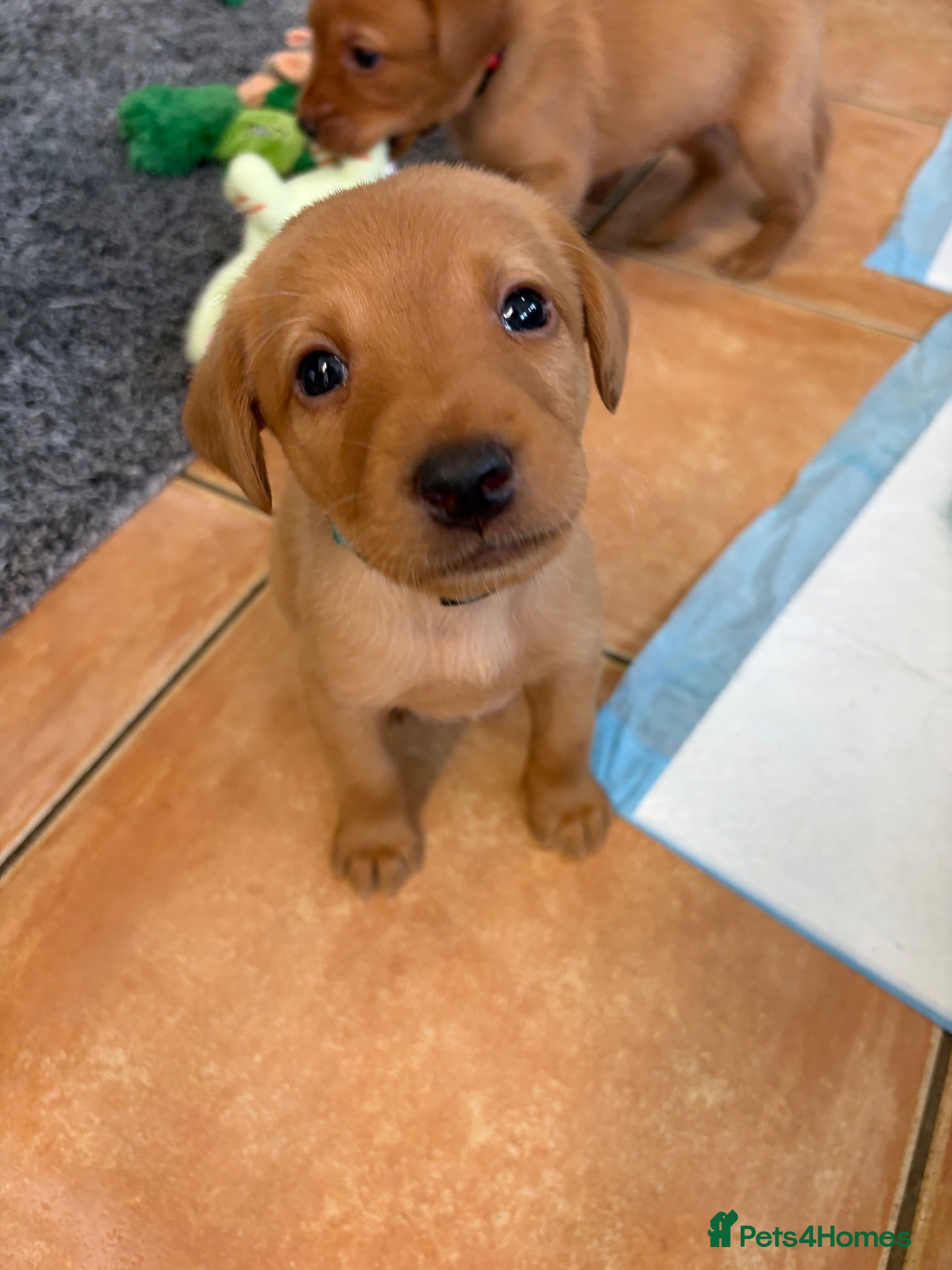 Labrador Retriever dogs 2 Boys Ready Friday KC Fox Red Labrador Puppies  - Advert 11