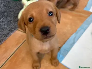 Labrador Retriever dogs ONLY 2 FOX RED LABRADOR BOYS LEFT READY TOMORROW - Advert 3