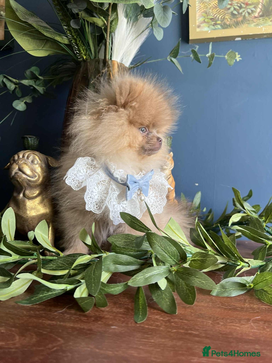 Pomeranian dogs for sale: Stunning pick of the litter Pomeranian Boy - Image 5