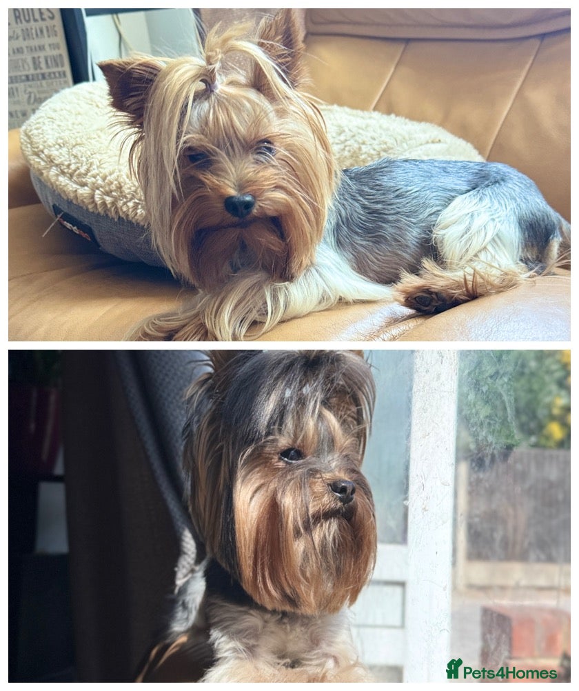 Yorkshire Terrier dogs Beautiful Yorkshire terrier  in Hornchurch - Advert 20