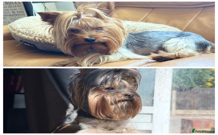 Yorkshire Terrier dogs in Hornchurch - Advert 1