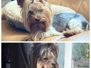Yorkshire Terrier dogs in Hornchurch - Advert 2