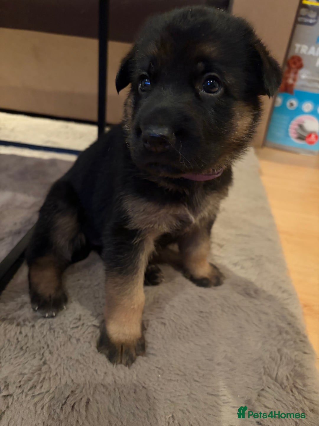 German Shepherd dogs for sale: Cute German shepherd puppies  - Advert 9
