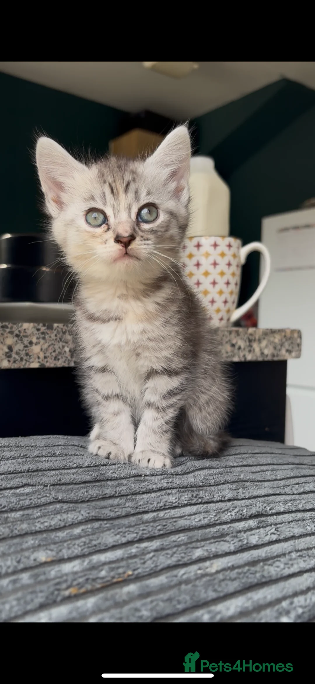 Mixed Breed cats for sale: White and ginger bengal kittens  - Advert 1