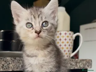 Mixed Breed cats White and ginger bengal kittens - Advert 1