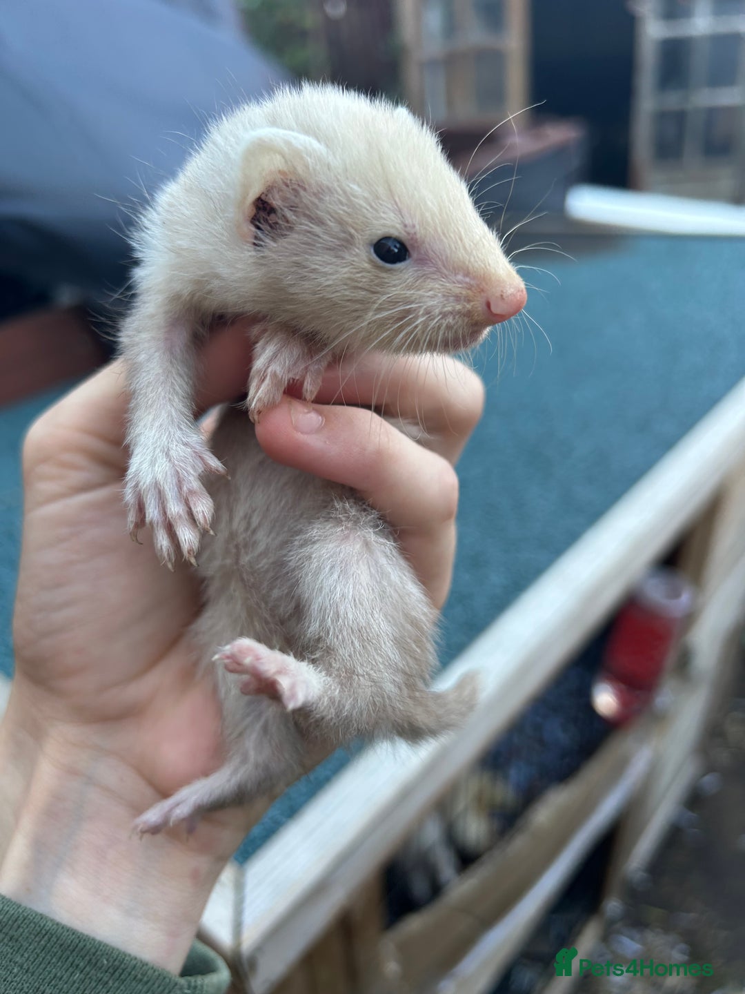 Ferret rodents for sale: 3 jill ferrets  - Image 3