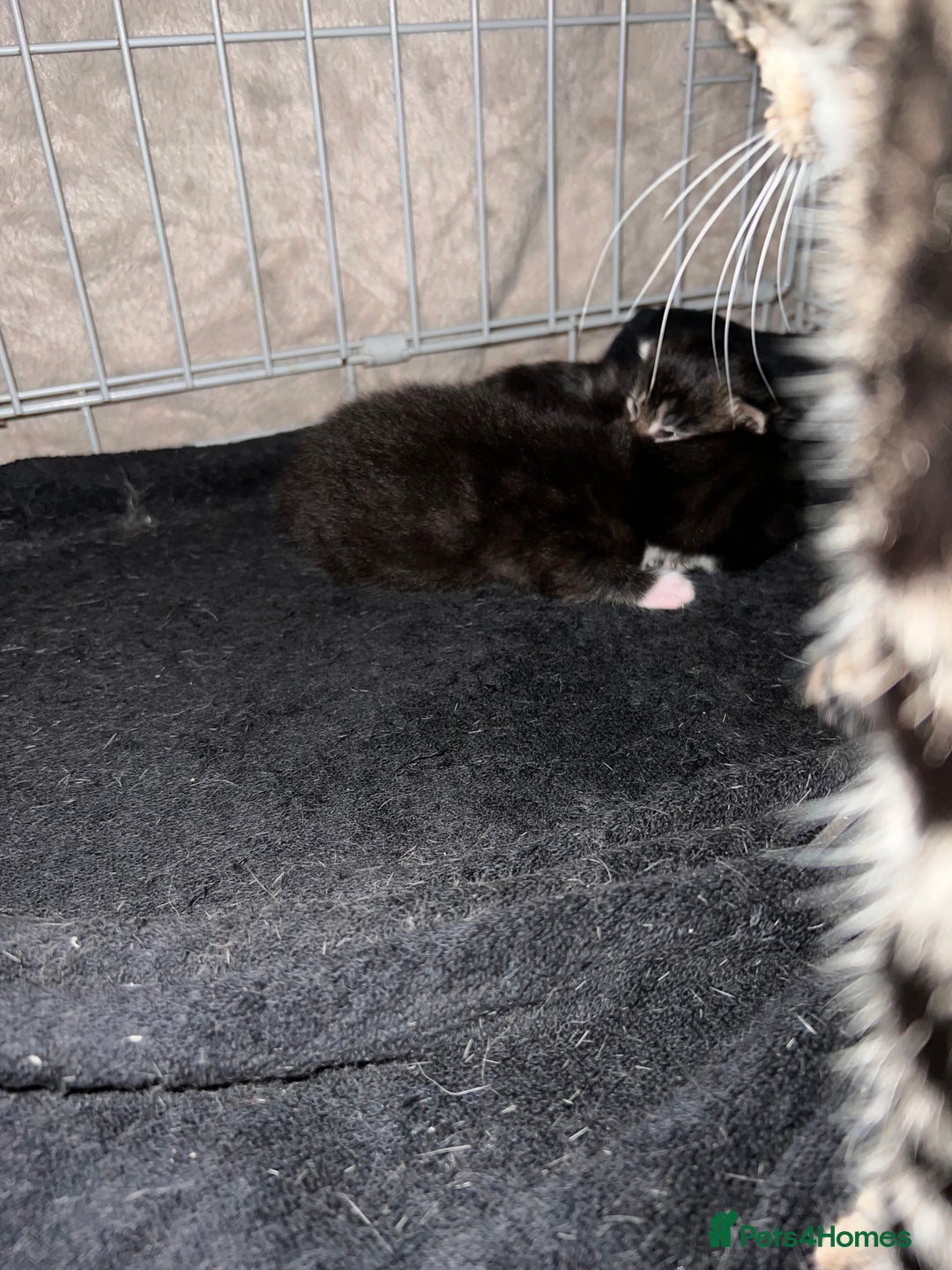 Maine Coon cats for sale: Big boy Maine coon kitten cross  - Advert 2