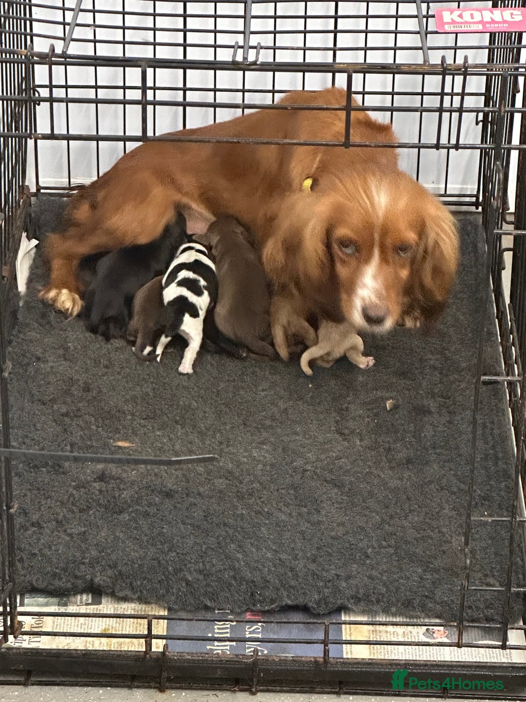 Cocker Spaniel dogs for sale: Returned Kc reg cocker bitch and dog puppy.  - Advert 2