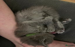 Ragdoll cats for sale: One beautiful blue boy Ragdoll x BSH - Image 5