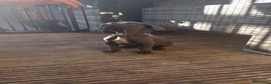 Cane Corso 4