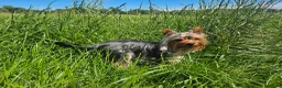 Yorkshire Terrier dogs for stud: Tiny Miniature Experienced Yorkshire Terrier Stud  - Advert 9