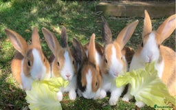 Tri Coloured Dutch rabbits for sale: Tricoloured Dutch Rabbits - Image 1