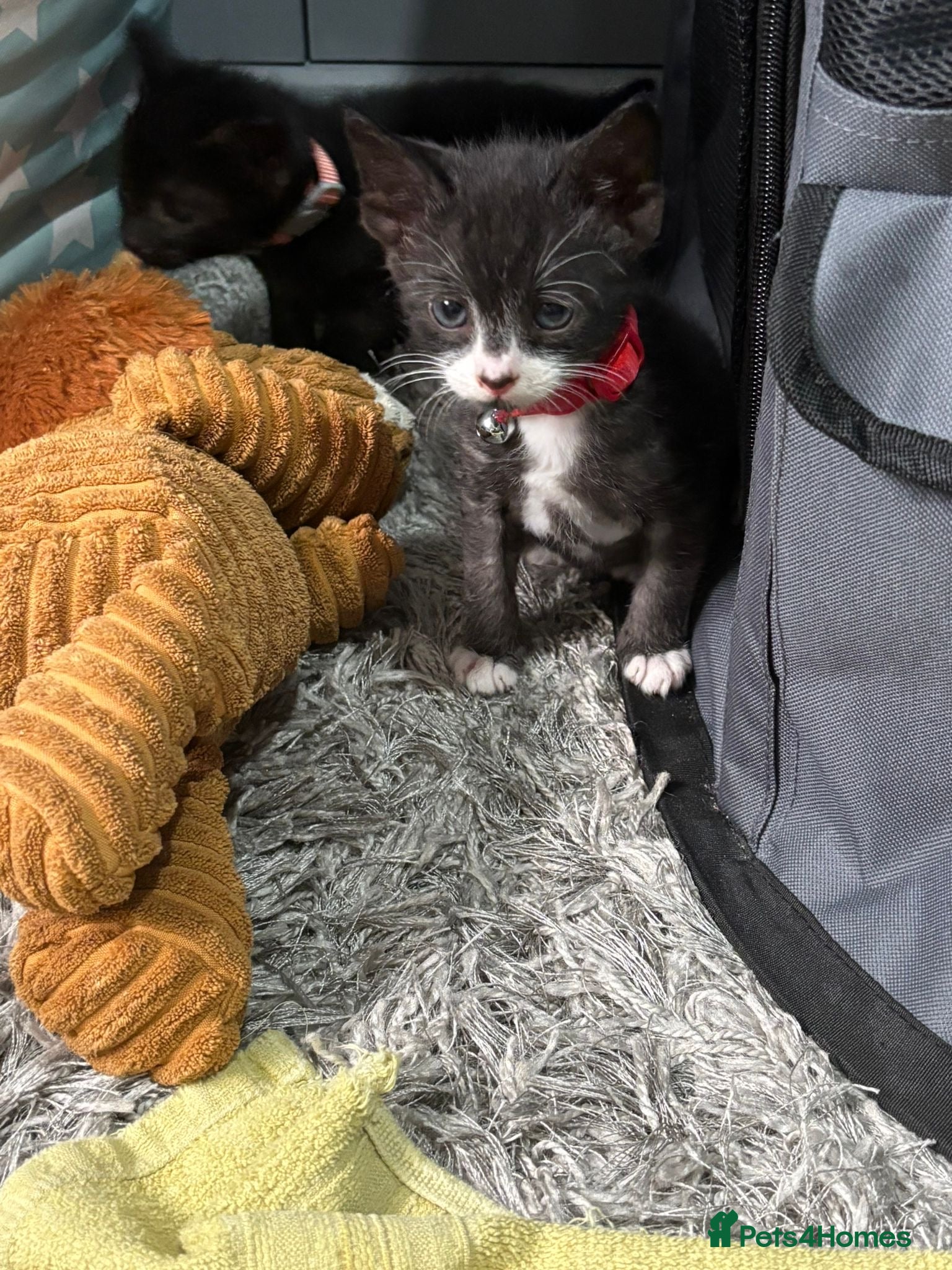 Domestic Shorthair cats hand reared kittens available  - Advert 3