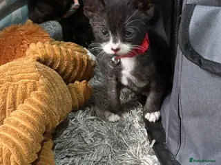 Domestic Shorthair cats hand reared kittens available - Advert 9