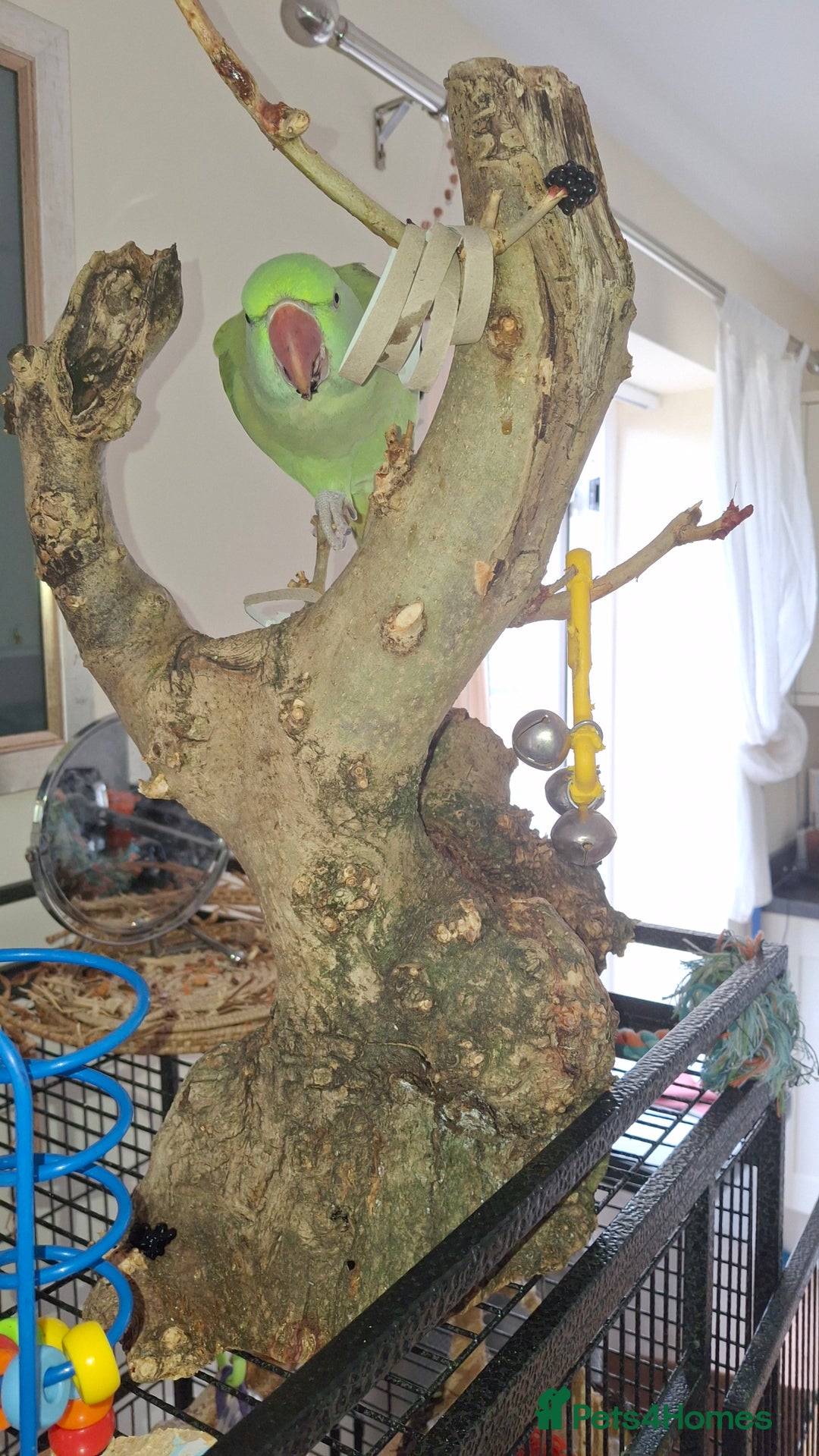 Parrots birds for sale: Amazon Red wing  - Advert 4