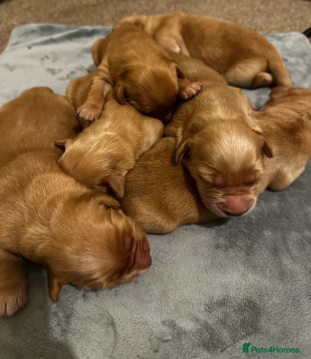 Golden Retriever dogs for sale: DARK GOLDEN RETRIEVER KC REG PEDIGREE 🐶  - Advert 8