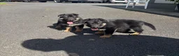 German Shepherd dogs for sale: Four standout female German Shepherd puppies in Redcar - Advert 7