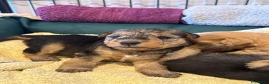 Lakeland Terrier 3