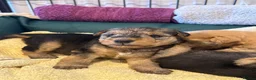 Lakeland Terrier dogs for sale: Lakeland Terrier Puppies - Advert 5