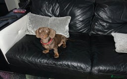 Miniature Dachshund dogs for sale: 6 month old chocolate and tan miniature dachshund - Image 7