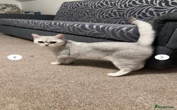 British Shorthair cats for sale: Gorgeous silver BSH - Image 3