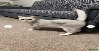 British Shorthair cats - Advert 12