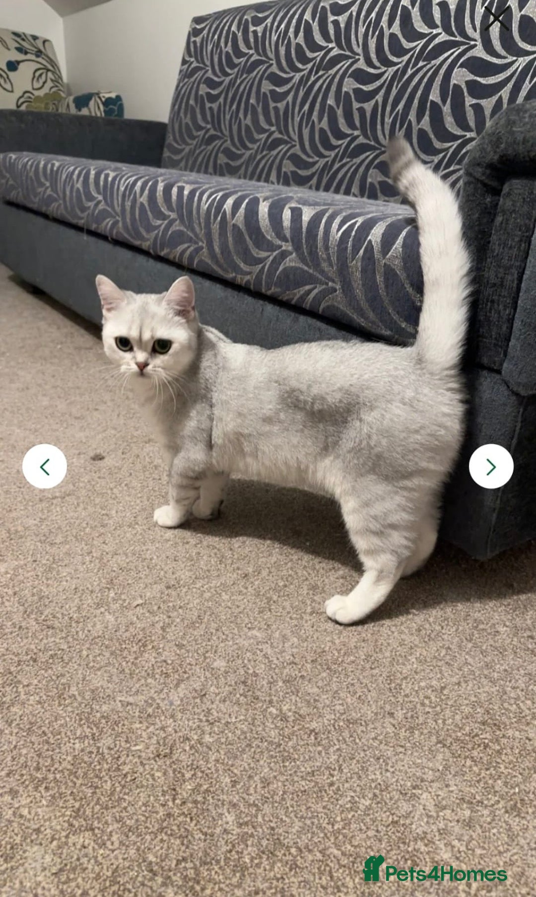 British Shorthair cats for sale: Gorgeous silver BSH - Image 3