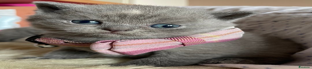 British Shorthair Kitten 1