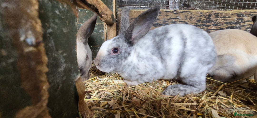 Rex rabbits for sale: 6 Mini rex 7 weeks old - Image 4