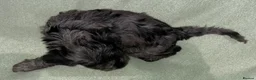 Schnoodle dogs for sale: Schnoodle pups for sale. Ready 11th October.  - Advert 37