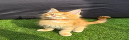 Maine Coon cats for sale: Last Boy Ready now Tica MaineCoon  - Advert 23