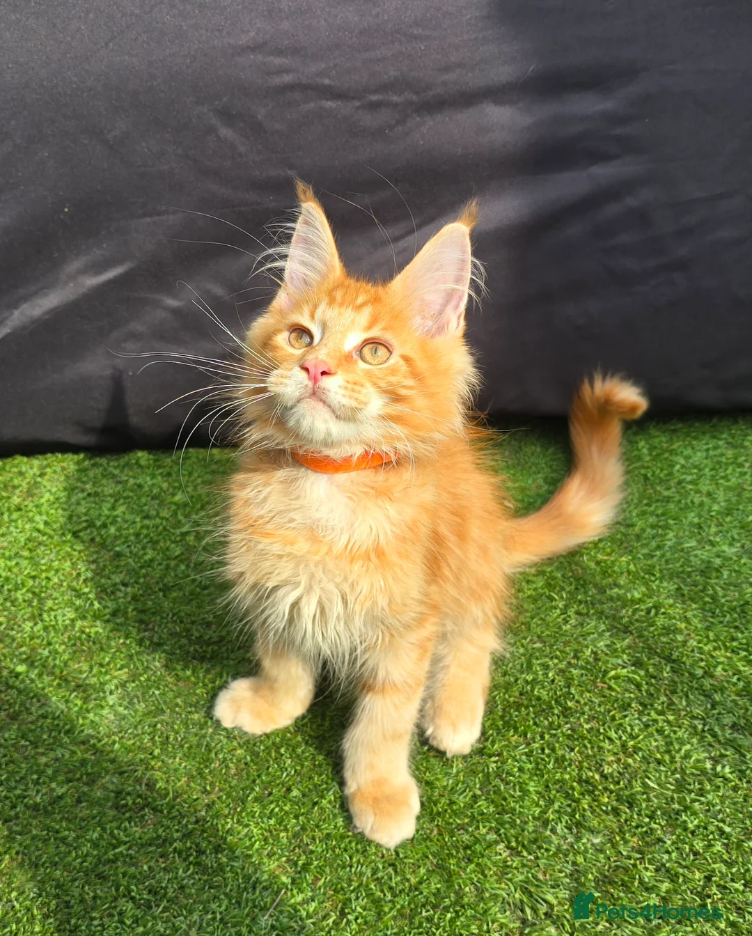 Maine Coon cats for sale: Last Boy Ready now Tica MaineCoon  - Advert 23