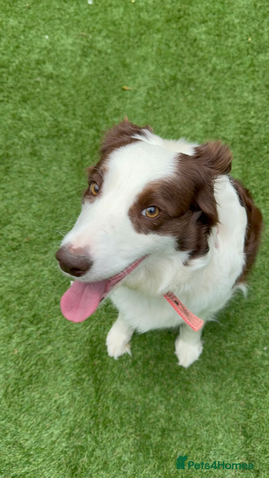 Border Collie dogs for sale: Stella Needs a Loving Forever Home - Advert 7