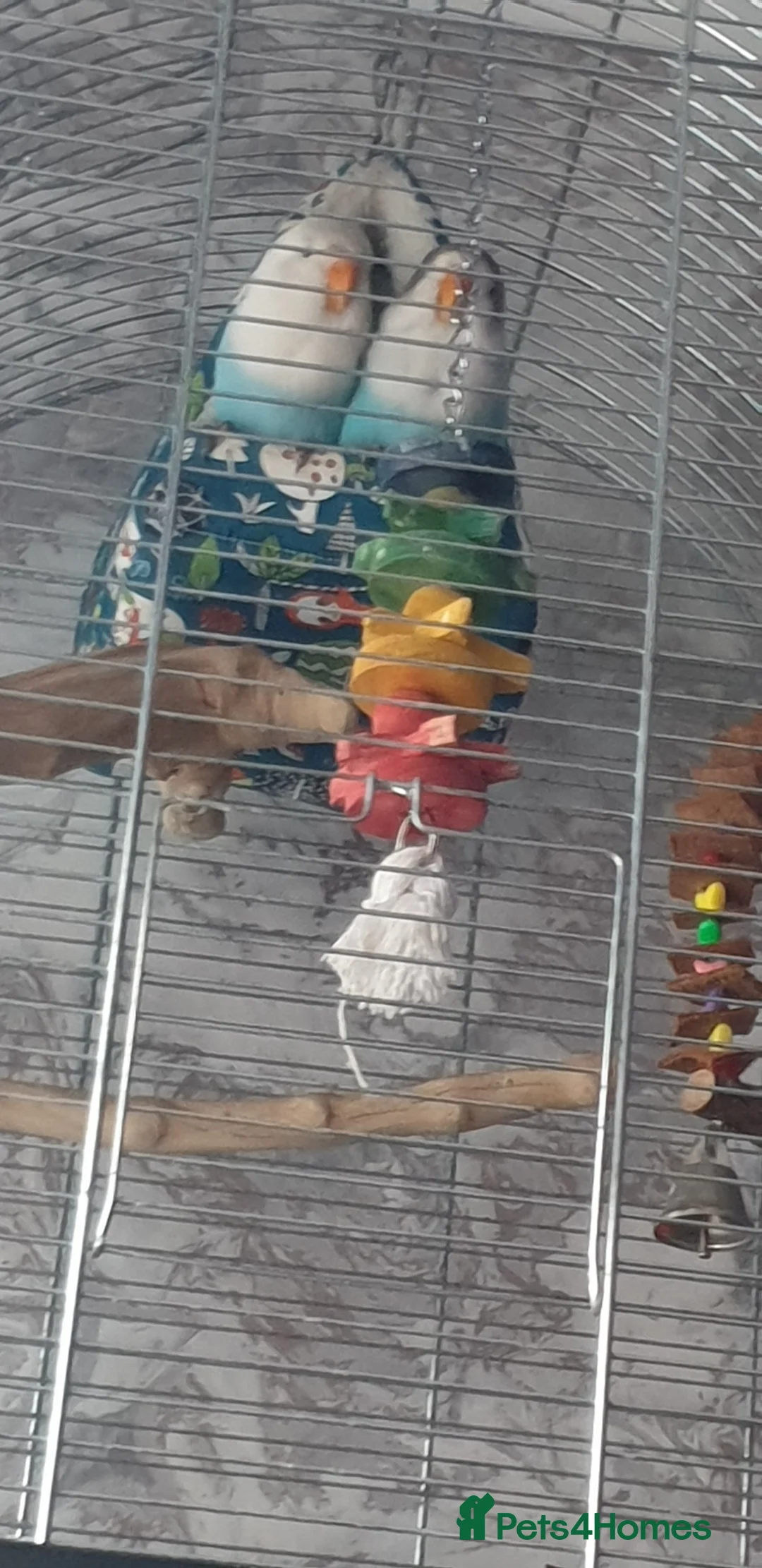 Lovebirds birds for sale: 2 baby lovebirds for sale - Advert 5